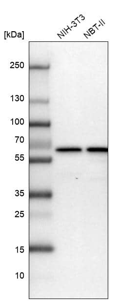 Analysis in mouse cell line NIH-3T3 and rat cell line NBT-II.