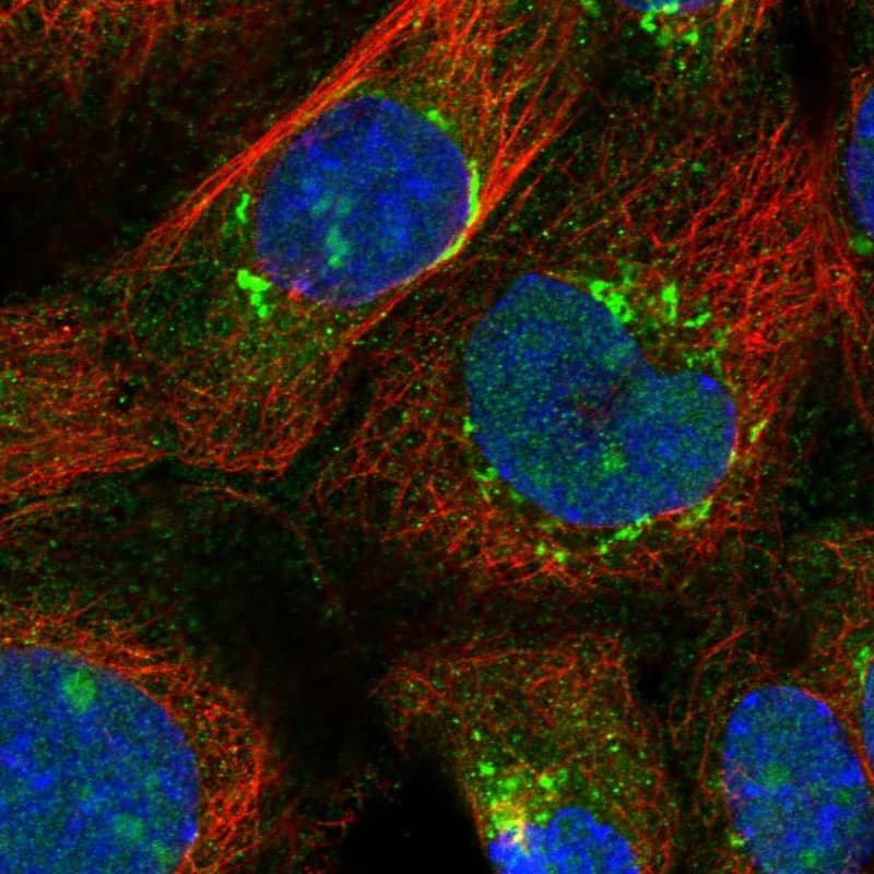 Staining of human cell line A-431 shows localization to nucleus, nucleoli & the Golgi apparatus.