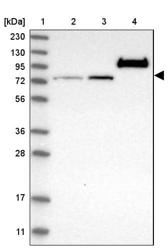 Western Blot RAP1GAP2 Antibody - BSA Free