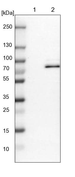 Western Blot RAP1GAP2 Antibody - BSA Free