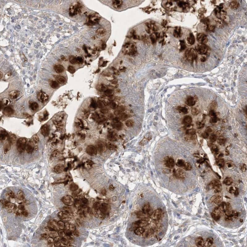 Staining of human small intestine shows strong cytoplasmic positivity in goblet cells.