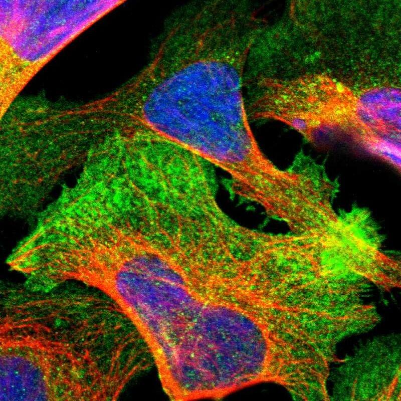 Staining of human cell line U-2 OS shows localization to plasma membrane & cytosol.