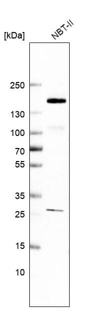 Western Blot FAM83H Antibody - BSA Free
