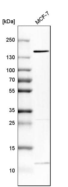 Analysis in human cell line MCF-7.