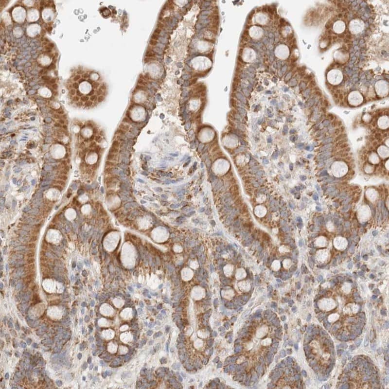 Staining of human colon shows strong granular cytoplasmic positivity in glandular cells.