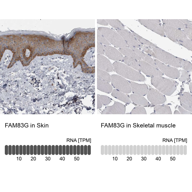 Analysis in human skin and skeletal muscle tissues using NBP1-93771 antibody. Corresponding FAM83G RNA-seq data are presented for the same tissues.