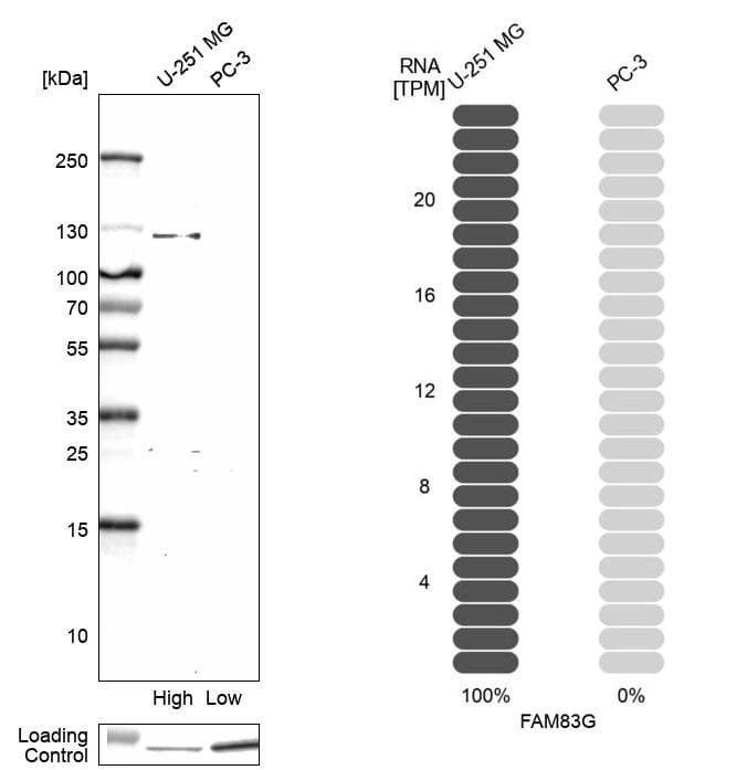 <b>Orthogonal Strategies Validation. </b>Analysis in human cell lines U-251MG and PC-3 using Anti-FAM83G antibody. Corresponding FAM83G RNA-seq data are presented for the same cell lines. Loading control: Anti-HDAC1.
