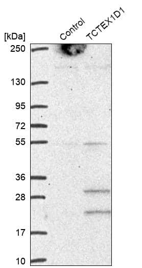 Analysis in control (vector only transfected HEK293T lysate) and TCTEX1D1 over-expression lysate (Co-expressed with a C-terminal myc-DDK tag (~3.1 kDa) in mammalian HEK293T cells).