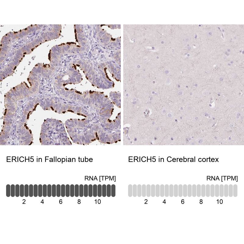 Analysis in human fallopian tube and cerebral cortex tissues using Anti-ERICH5 antibody. Corresponding ERICH5 RNA-seq data are presented for the same tissues.