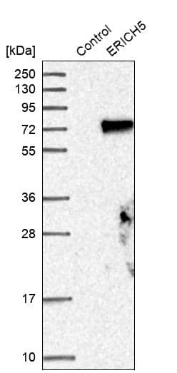 Analysis in control (vector only transfected HEK293T lysate) and ERICH5 over-expression lysate (Co-expressed with a C-terminal myc-DDK tag (~3.1 kDa) in mammalian HEK293T cells).