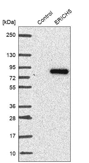 Analysis in control (vector only transfected HEK293T lysate) and ERICH5 over-expression lysate (Co-expressed with a C-terminal myc-DDK tag (~3.1 kDa) in mammalian HEK293T cells).