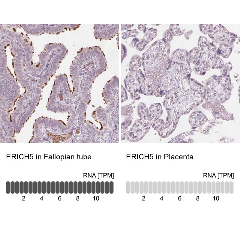 <b>Orthogonal Strategies Validation. </b>Analysis in human fallopian tube and placenta tissues using NBP1-93790 antibody. Corresponding ERICH5 RNA-seq data are presented for the same tissues.