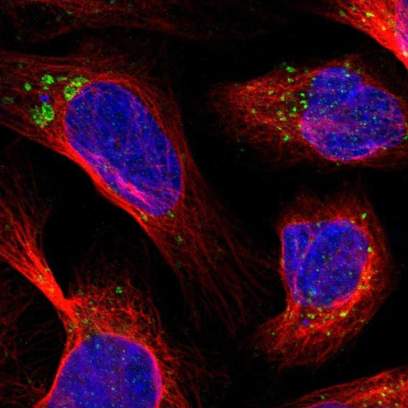 Staining of human cell line U-2 OS shows localization to endosomes & lysosomes.