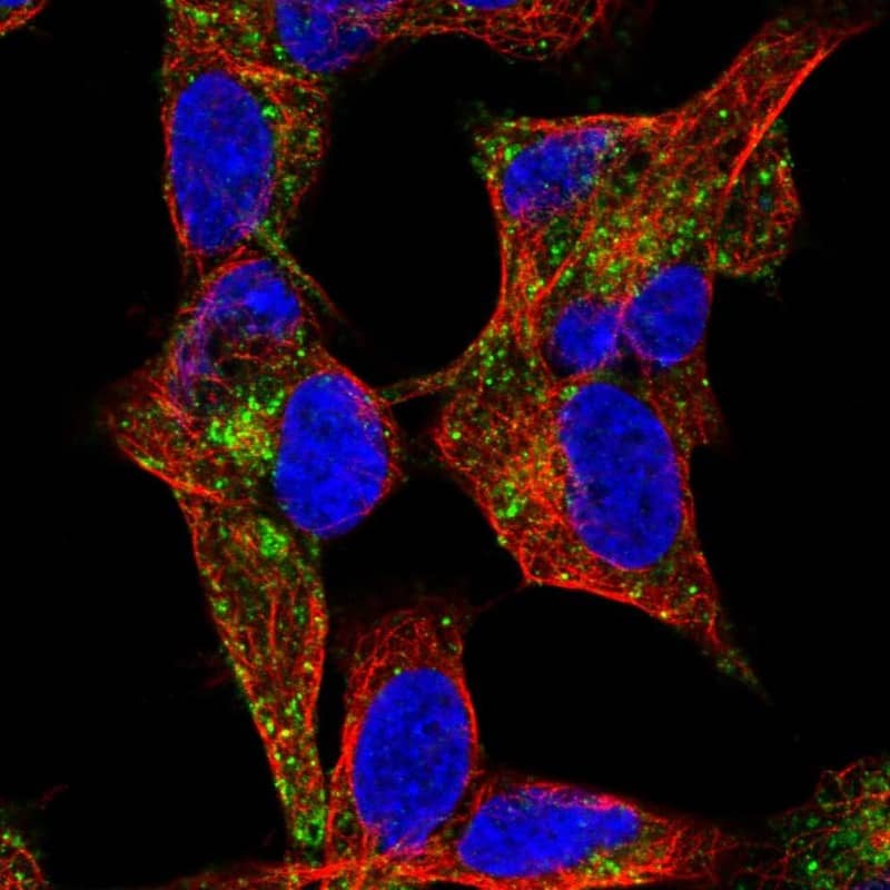 Staining of human cell line SH-SY5Y shows localization to the Golgi apparatus & vesicles.