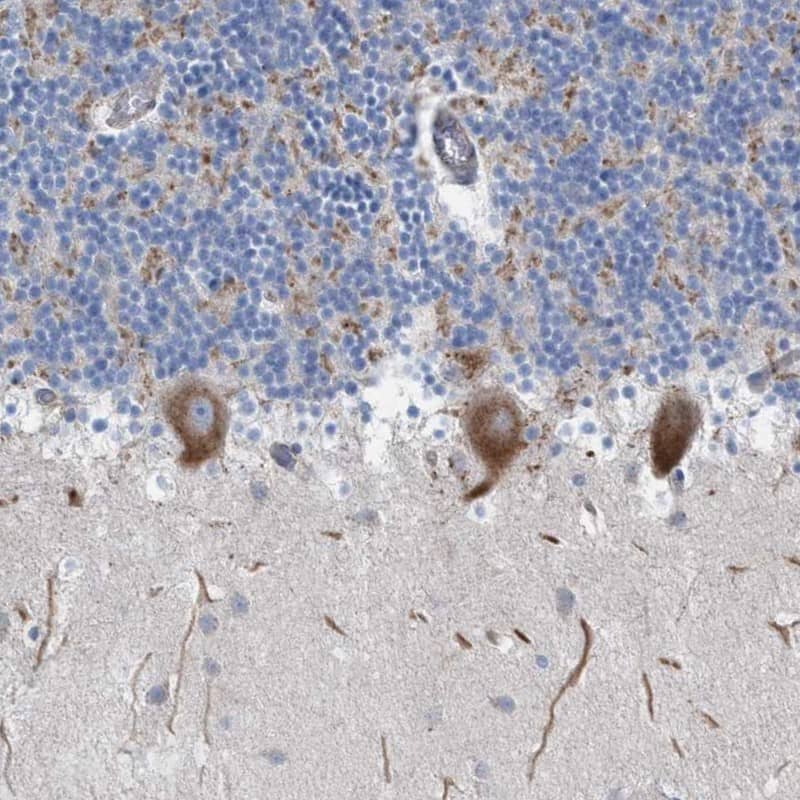 Immunohistochemistry NYAP1 Antibody - BSA Free
