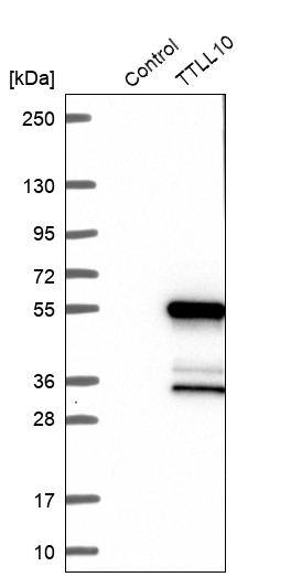 Analysis in control (vector only transfected HEK293T lysate) and TTLL10 over-expression lysate (Co-expressed with a C-terminal myc-DDK tag (~3.1 kDa) in mammalian HEK293T cells).