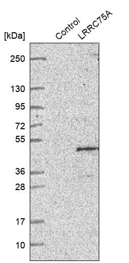 Analysis in control (vector only transfected HEK293T lysate) and LRRC75A over-expression lysate (Co-expressed with a C-terminal myc-DDK tag (~3.1 kDa) in mammalian HEK293T cells).