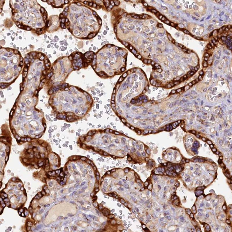 Staining of human placenta shows strong cytoplasmic positivity in trophoblastic cells.