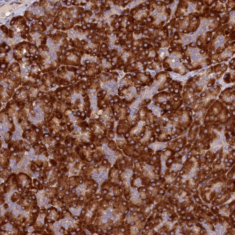 Staining of human pancreas shows strong cytoplasmic positivity in exocrine glandular cells.