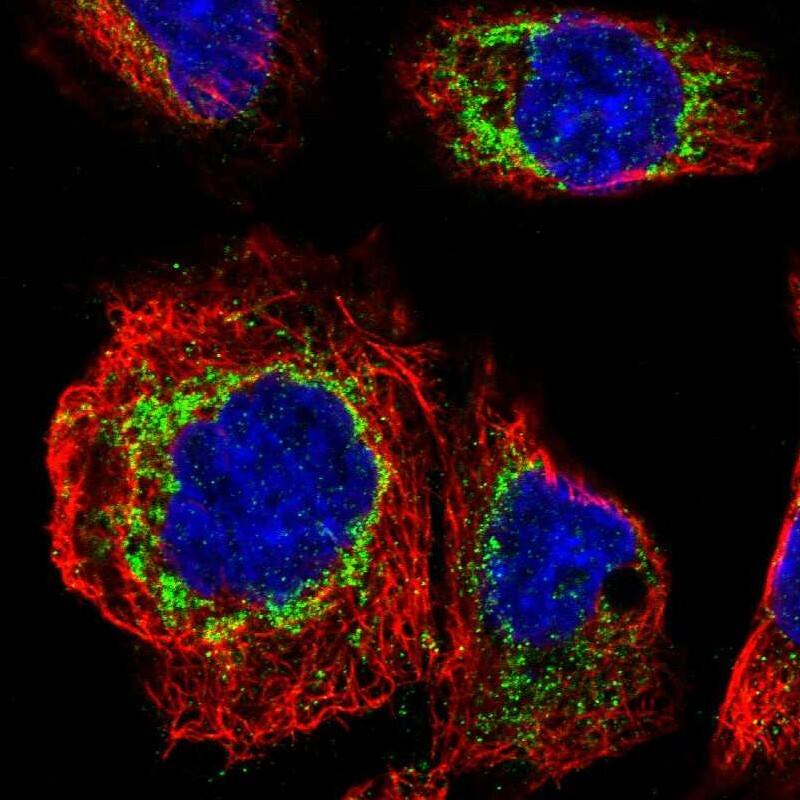 Staining of human cell line A-431 shows localization to mitochondria.