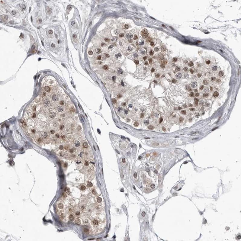 Staining of human testis shows moderate nuclear positivity in cells in seminiferous ducts.