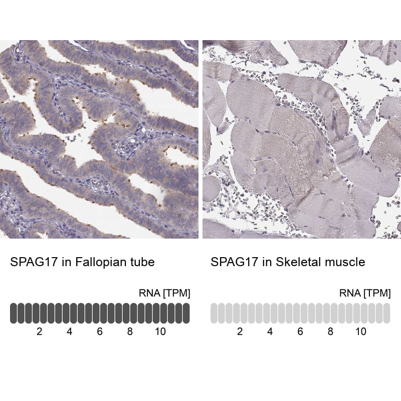 Analysis in human fallopian tube and skeletal muscle tissues using NBP1-93840 antibody. Corresponding SPAG17 RNA-seq data are presented for the same tissues.