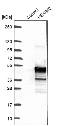 Analysis in control (vector only transfected HEK293T lysate) and HEXIM2 over-expression lysate (Co-expressed with a C-terminal myc-DDK tag (~3.1 kDa) in mammalian HEK293T cells).