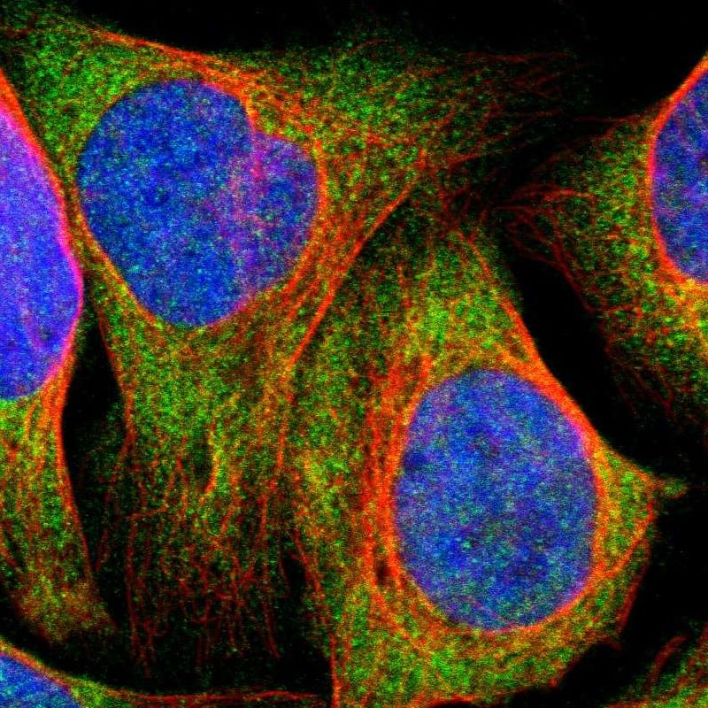 Immunocytochemistry/ Immunofluorescence SDK1 Antibody - BSA Free