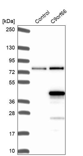 Analysis in control (vector only transfected HEK293T lysate) and C9orf66 over-expression lysate (Co-expressed with a C-terminal myc-DDK tag (~3.1 kDa) in mammalian HEK293T cells).