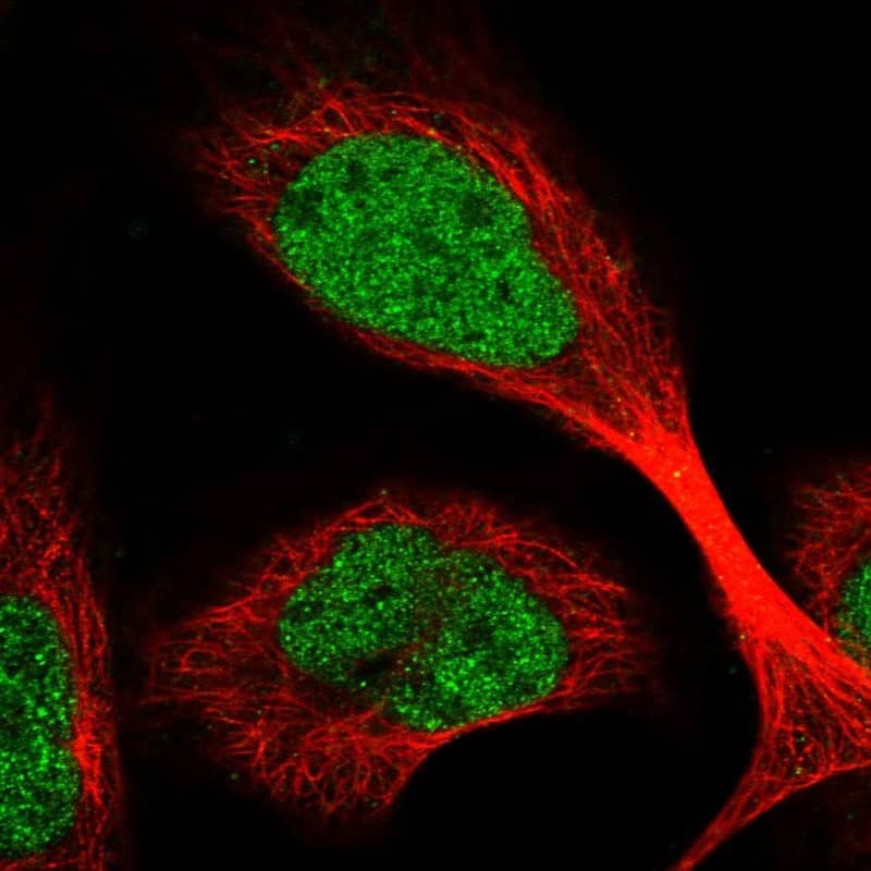 Staining of human cell line U-2 OS shows localization to nucleoplasm.