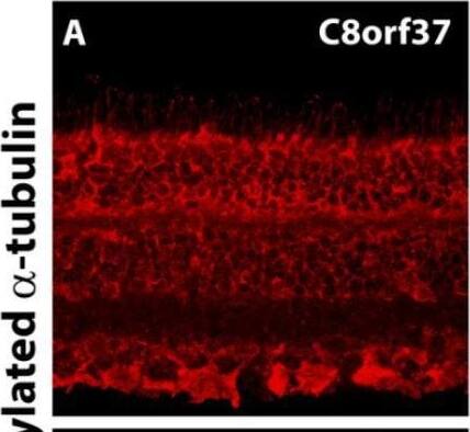 Immunocytochemistry/ Immunofluorescence C8orf37 Antibody - BSA Free
