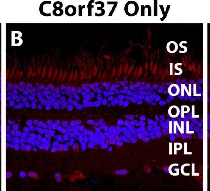 Immunocytochemistry/ Immunofluorescence C8orf37 Antibody - BSA Free