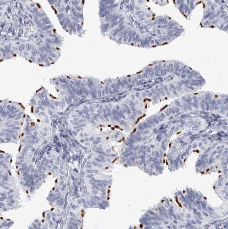 Staining of human Fallopian tube shows strong positivity in cilia in glandular cells.
