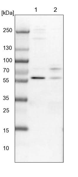 Lane 1: NIH-3T3 cell lysate (Mouse embryonic fibroblast cells)Lane 2: NBT-II cell lysate (Rat Wistar bladder tumour cells)