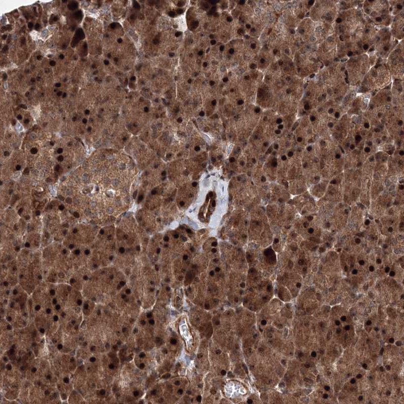 Immunohistochemistry-Paraffin ANKAR Antibody - BSA Free
