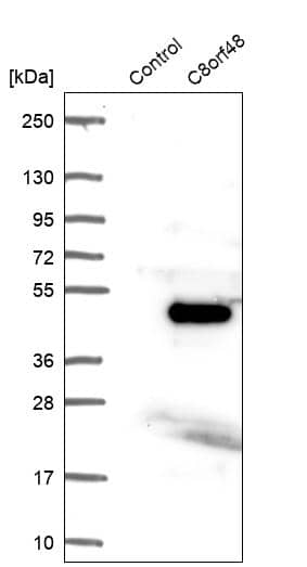 Analysis in control (vector only transfected HEK293T lysate) and C8orf48 over-expression lysate (Co-expressed with a C-terminal myc-DDK tag (~3.1 kDa) in mammalian HEK293T cells).