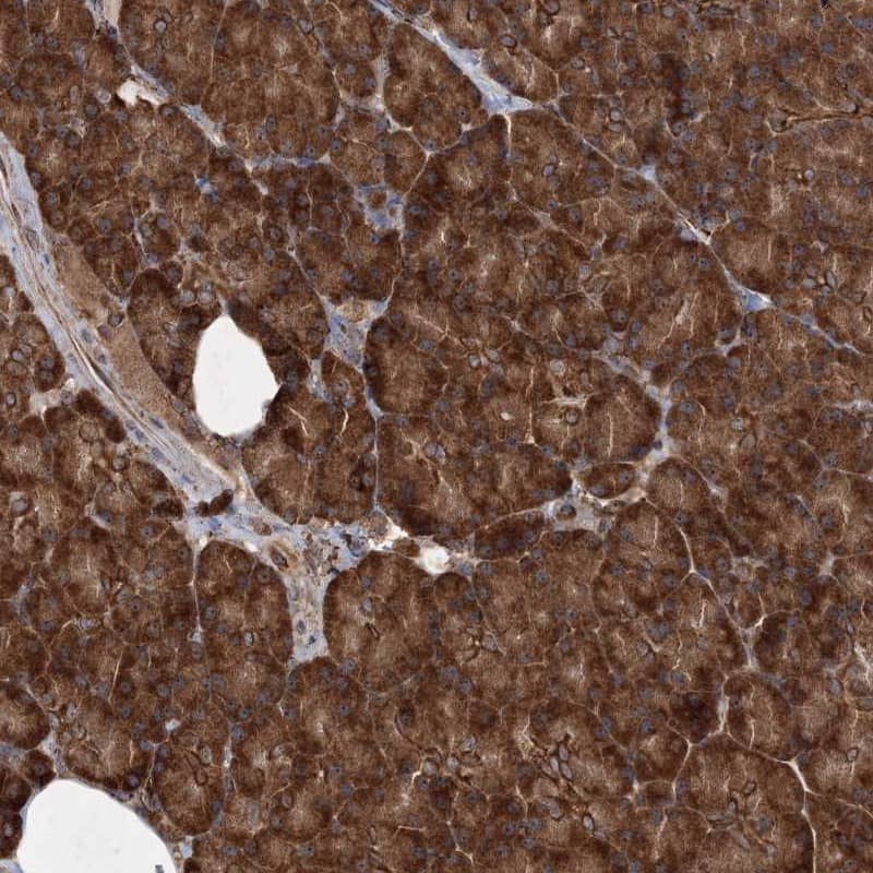 Staining of human pancreas shows strong cytoplasmic positivity in exocrine glandular cells.
