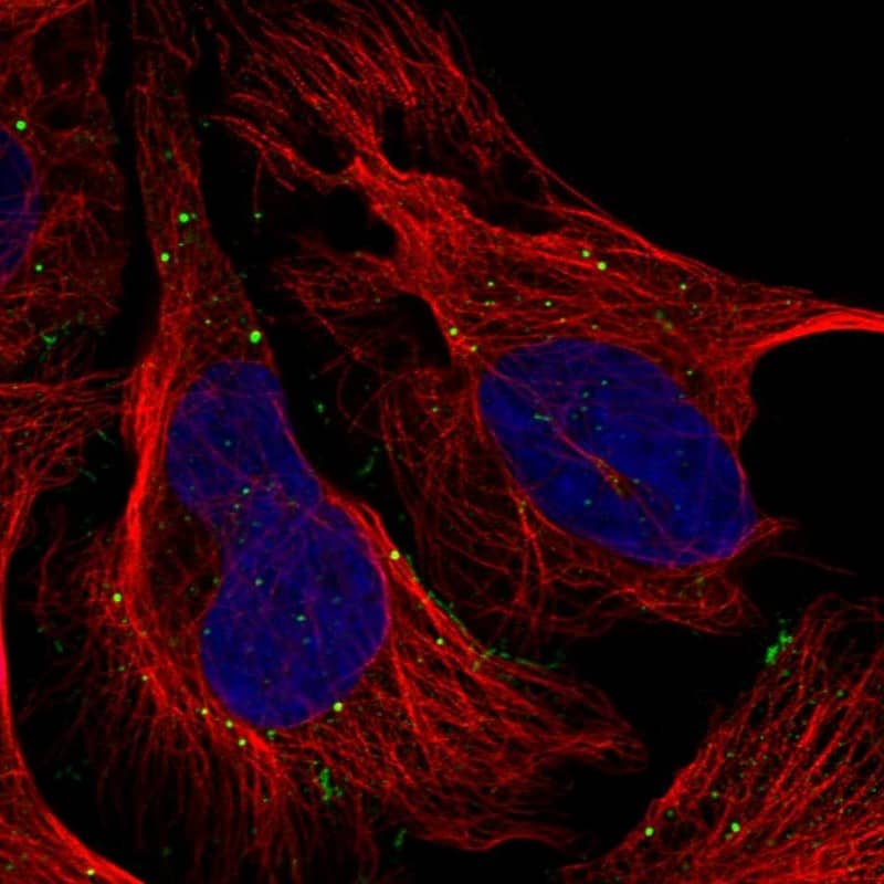 Staining of human cell line U-2 OS shows localization to cell junctions & vesicles.