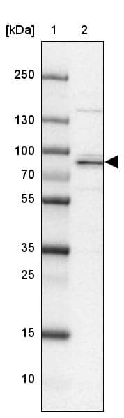 Lane 1: Marker [kDa] 250, 130, 100, 70, 55, 35, 25, 15, 10Lane 2: Human cell line MOLT-4