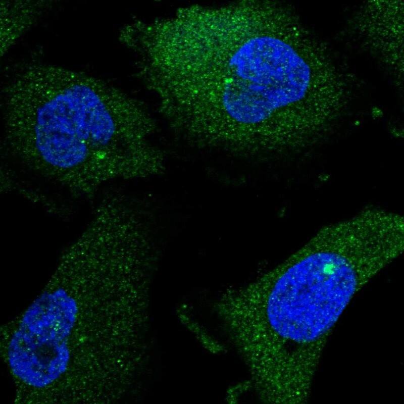 Immunocytochemistry/ Immunofluorescence ENGASE Antibody - BSA Free
