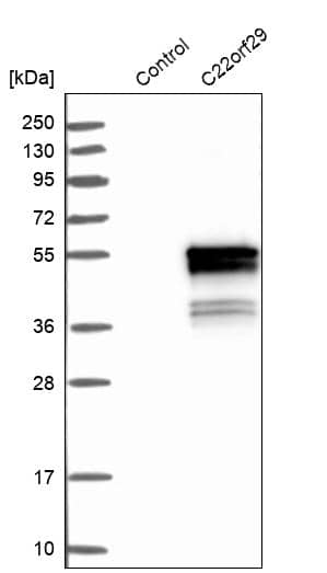 Analysis in control (vector only transfected HEK293T lysate) and C22orf29 over-expression lysate (Co-expressed with a C-terminal myc-DDK tag (~3.1 kDa) in mammalian HEK293T cells).