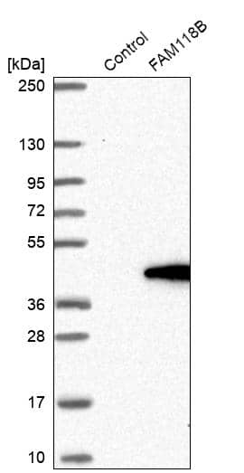 Analysis in control (vector only transfected HEK293T lysate) and FAM118B over-expression lysate (Co-expressed with a C-terminal myc-DDK tag (~3.1 kDa) in mammalian HEK293T cells).
