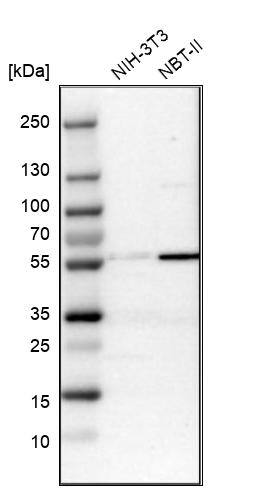 Western Blot MFSD11 Antibody - BSA Free