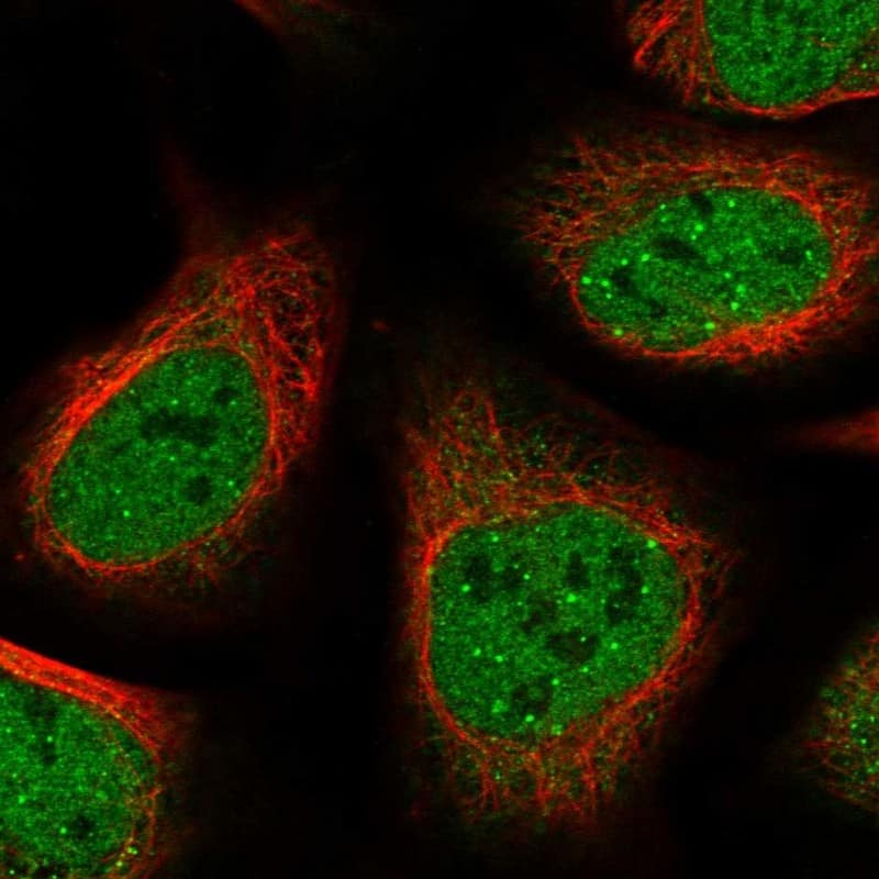 Staining of human cell line U-2 OS shows localization to nucleoplasm & cytosol.