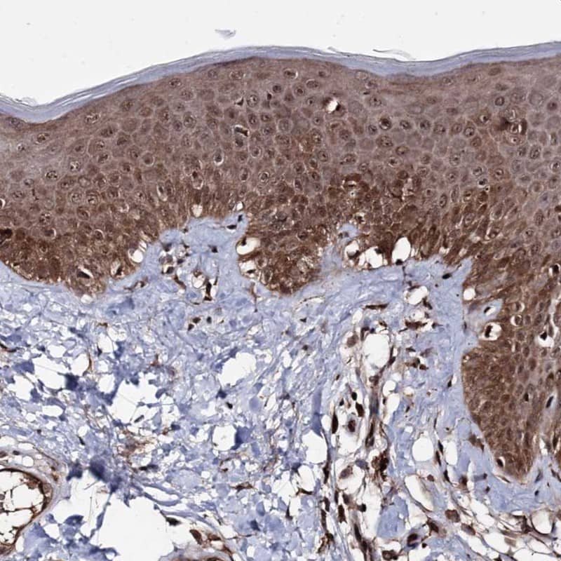 Immunohistochemistry MICALCL Antibody - BSA Free