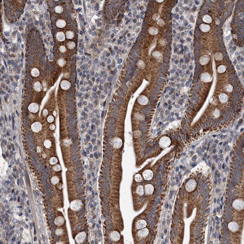Staining of human small intestine shows strong granular cytoplasmic positivity in glandular cells.