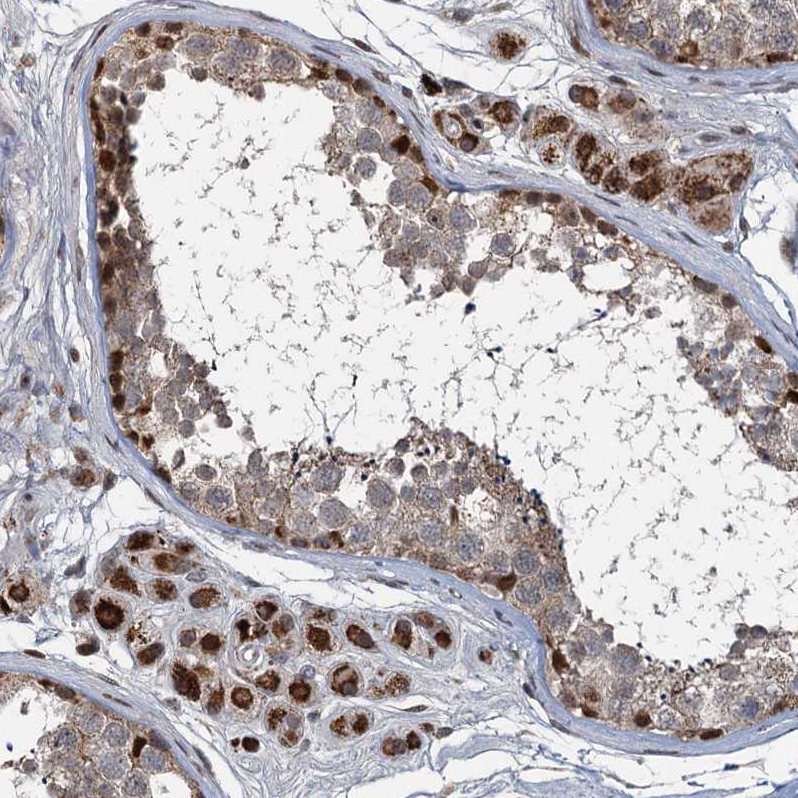Staining of human testis shows strong granular cytoplasmic positivity in Leydig cells.