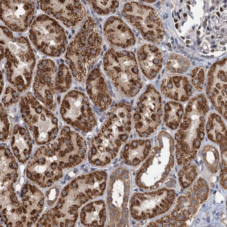 Staining of human kidney shows strong granular cytoplasmic positivity in cells in tubules.