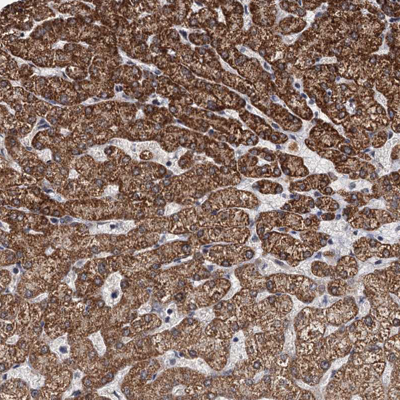 Staining of human liver shows strong granular cytoplasmic positivity in hepatocytes.