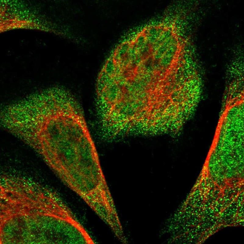 Staining of human cell line U-2 OS shows localization to nucleoplasm & cytosol.